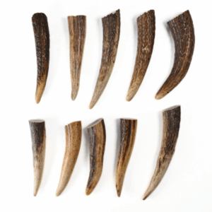 Grand bois de cerf à l’unité