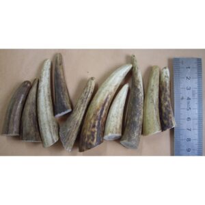Bois de cerf petite taille