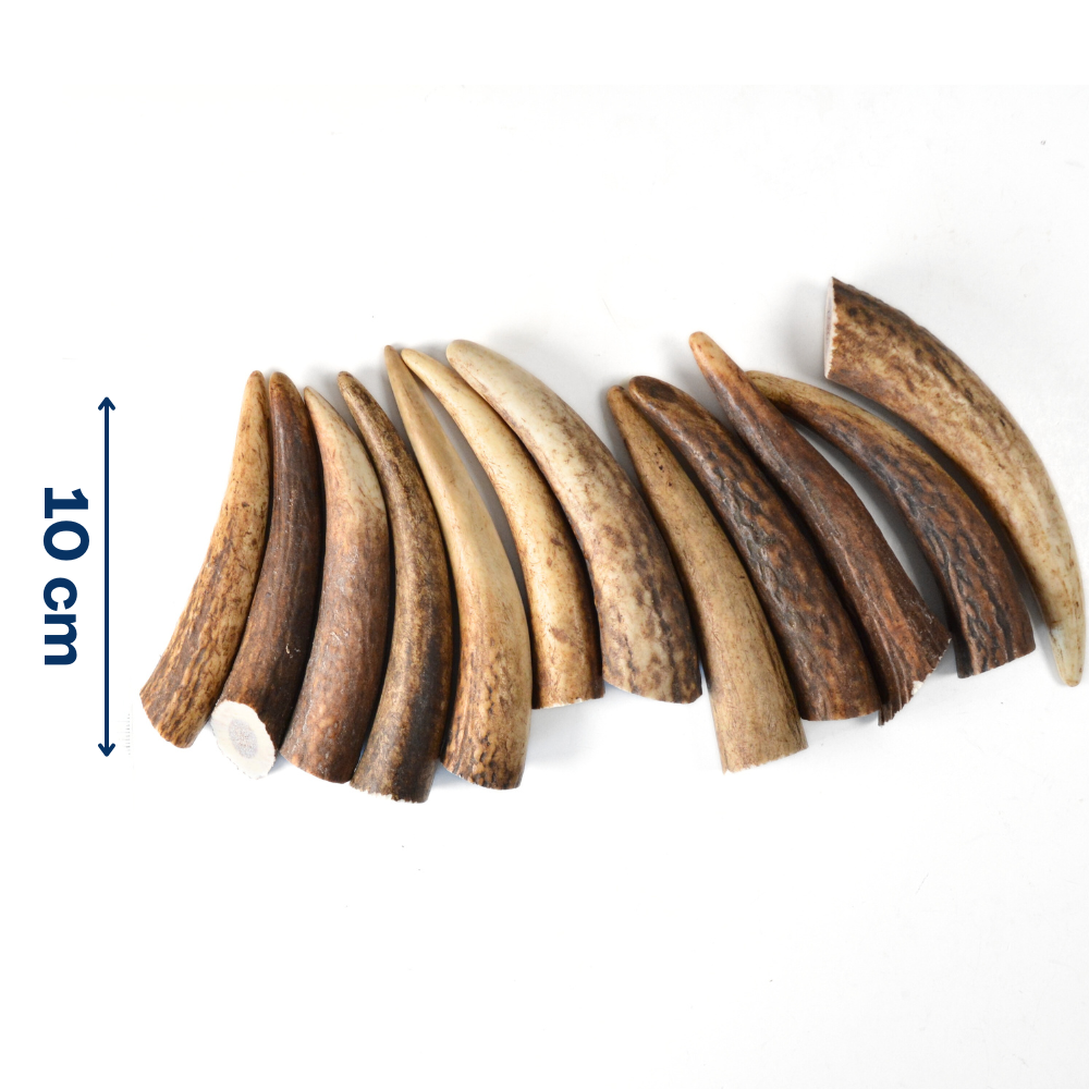 Bois de cerf - Grande taille - Lot de 5 – Image 3