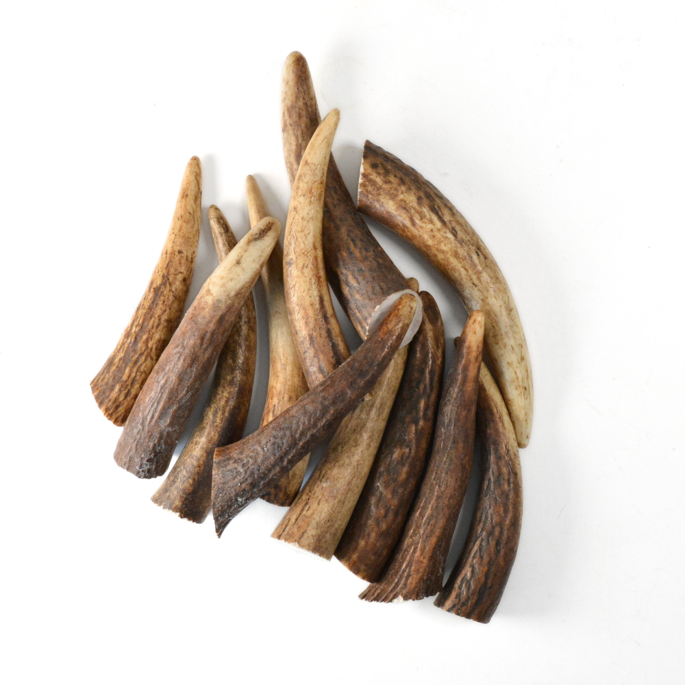 Bois de cerf - Grande taille - Lot de 5