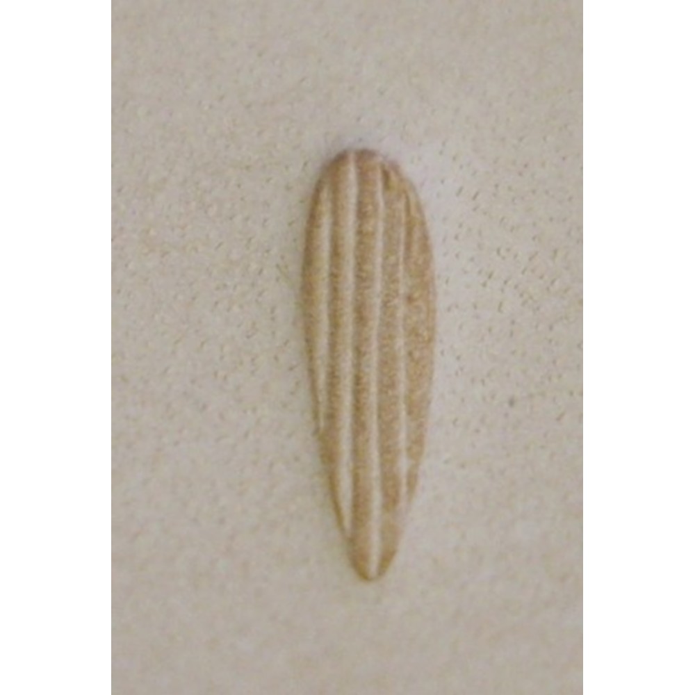 Matoir Pear Shader P368 – Image 3