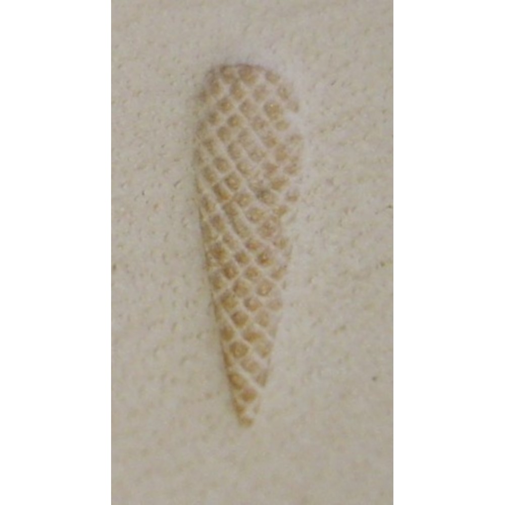 Matoir Pear Shader P370 – Image 3