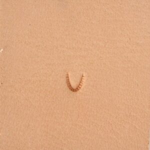 Matoir Mulefoot U851