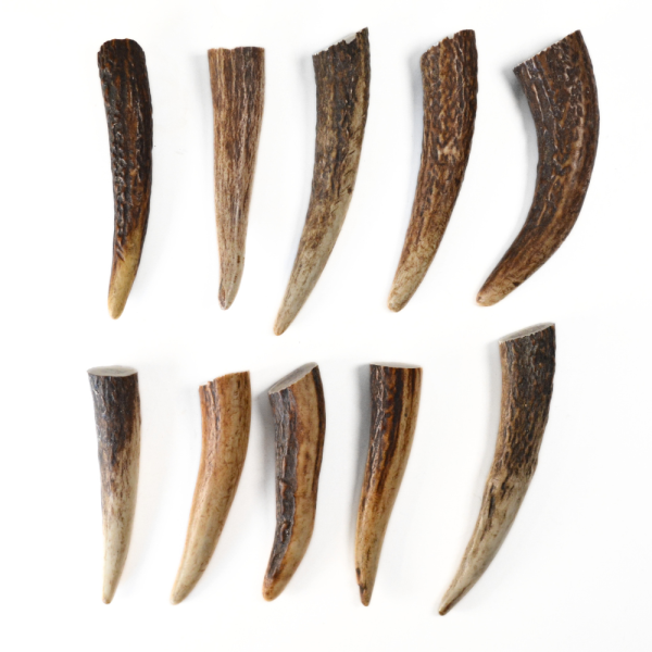 Grand bois de cerf à l’unité