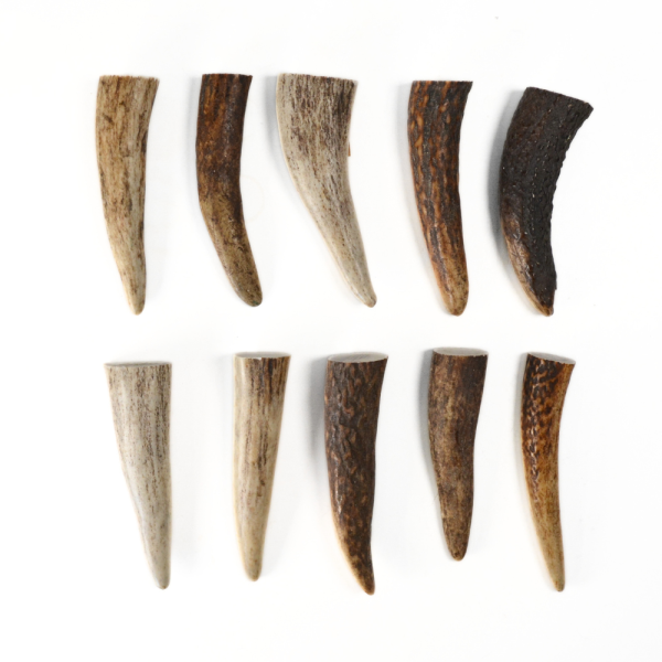 Petit bois de cerf à l’unité