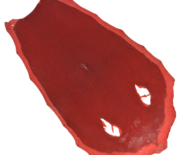 ROUGE